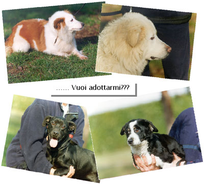 cani
