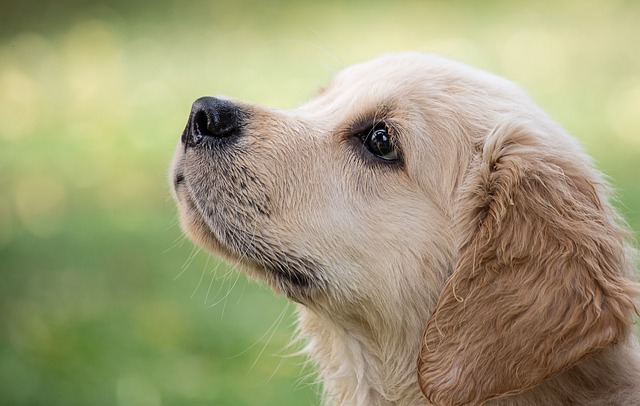 IL CANE un individuo da scoprire